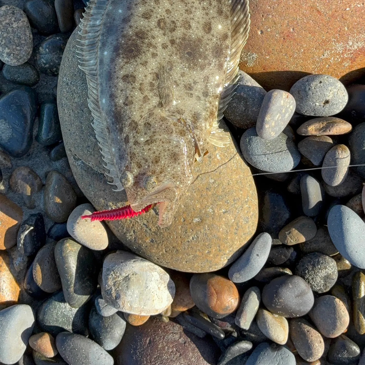 The most recent California halibut catches on Fishbrain