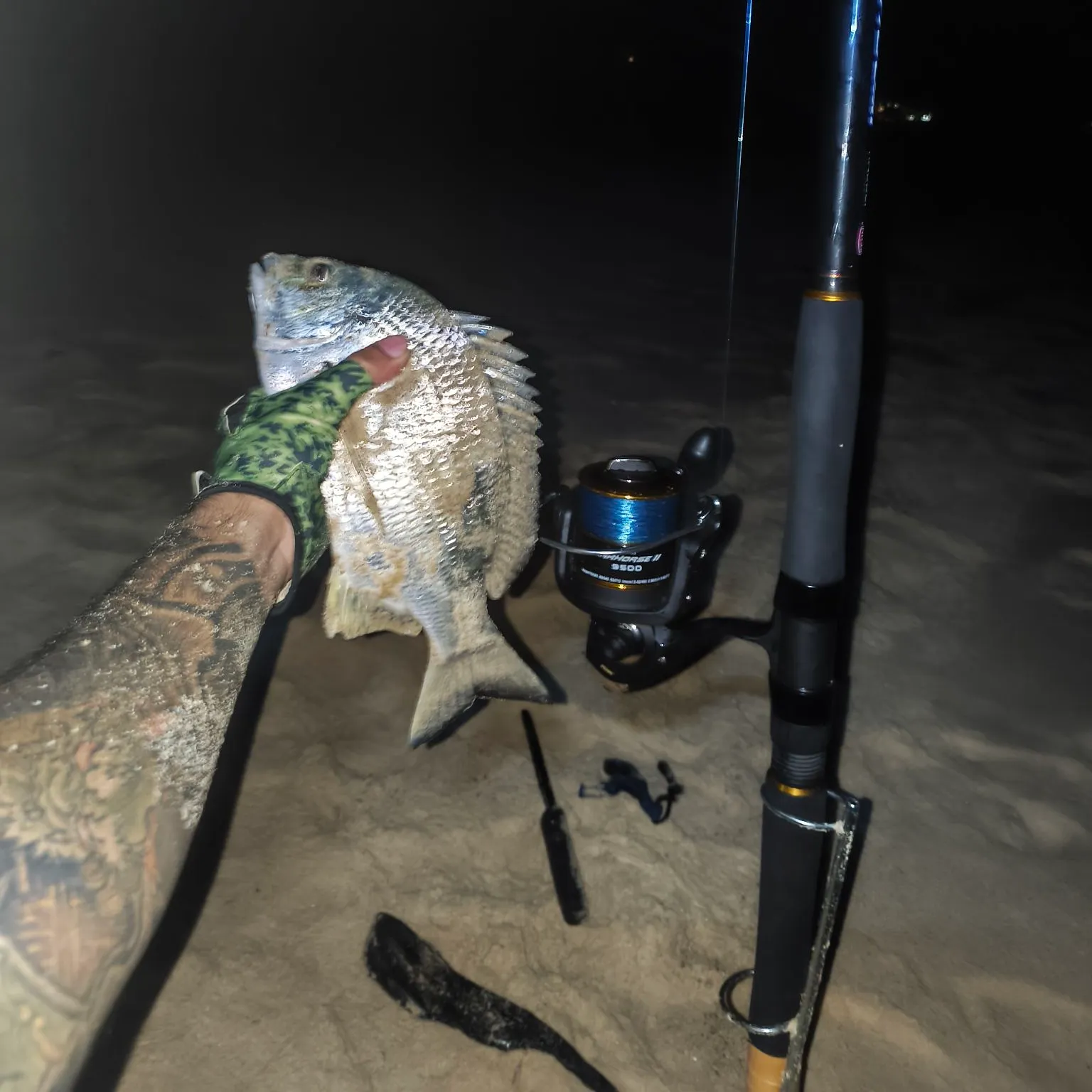 The most recent Surf bream catches on Fishbrain