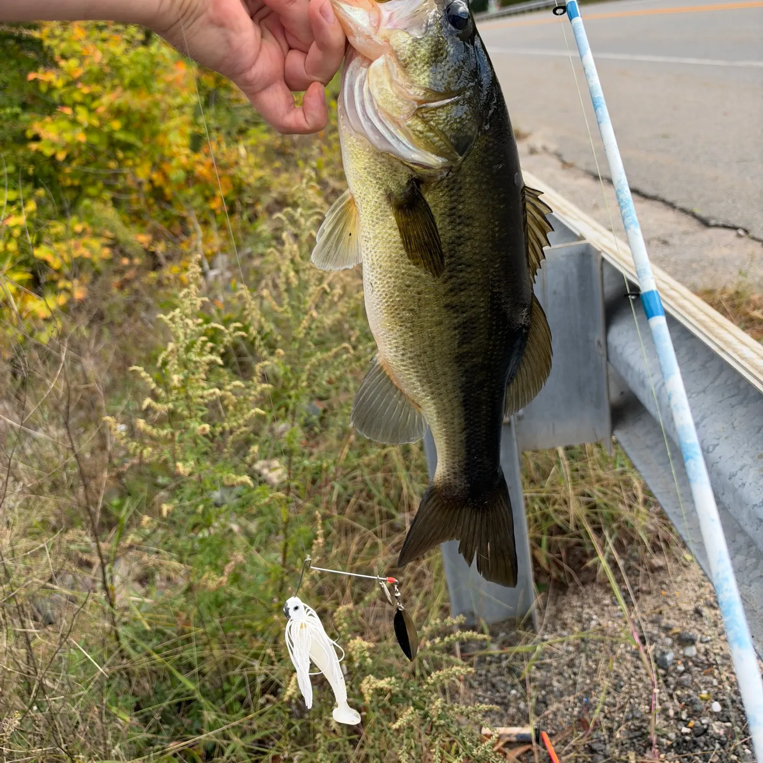 Largemouth bass caught on Fishbrain