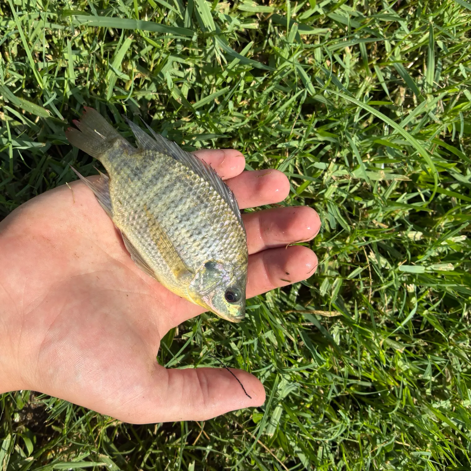 Blue tilapia caught on Fishbrain