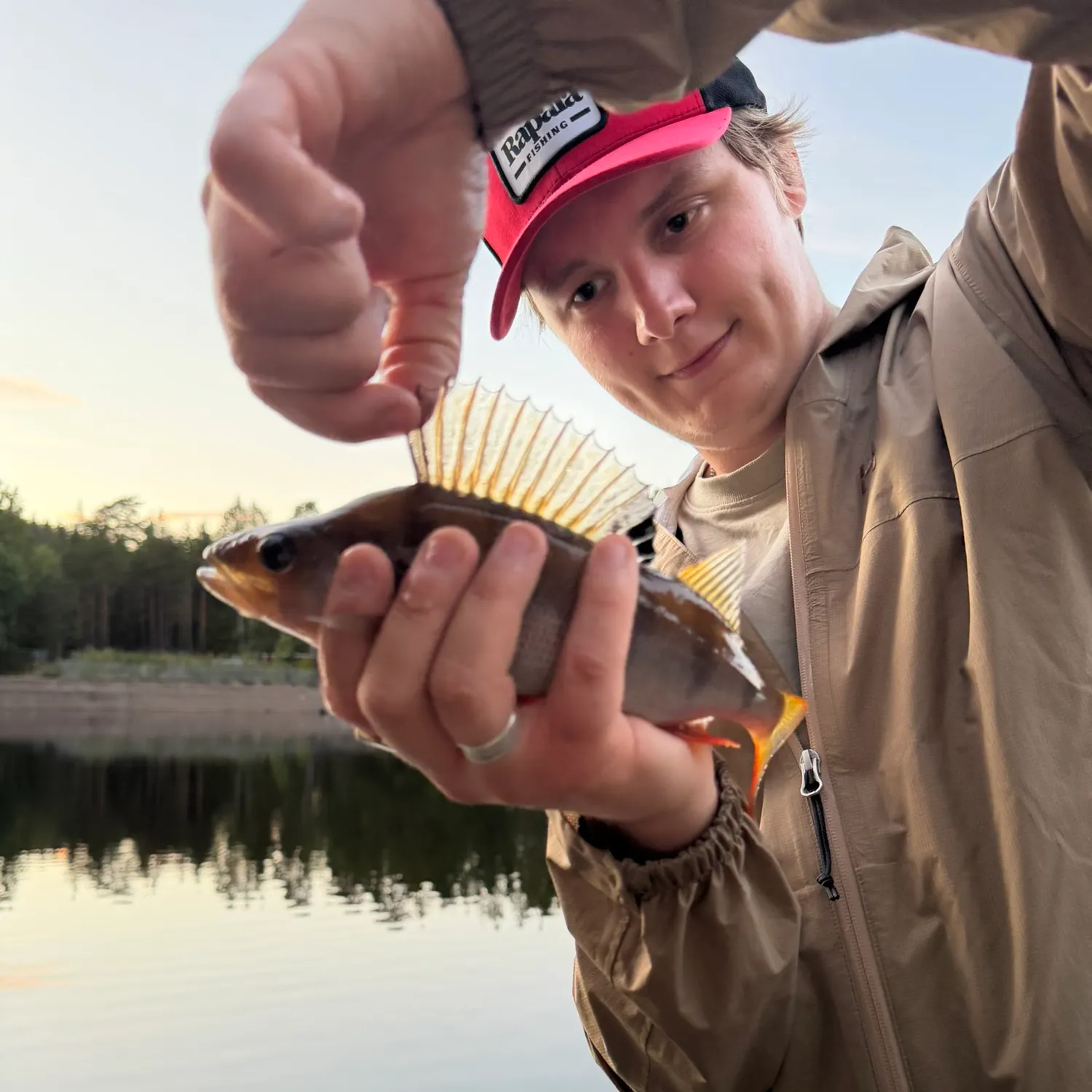 European perch caught on Fishbrain