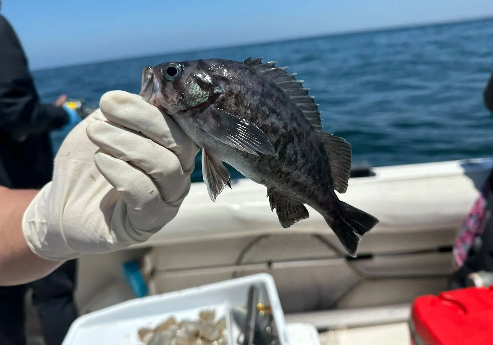 Blue rockfish