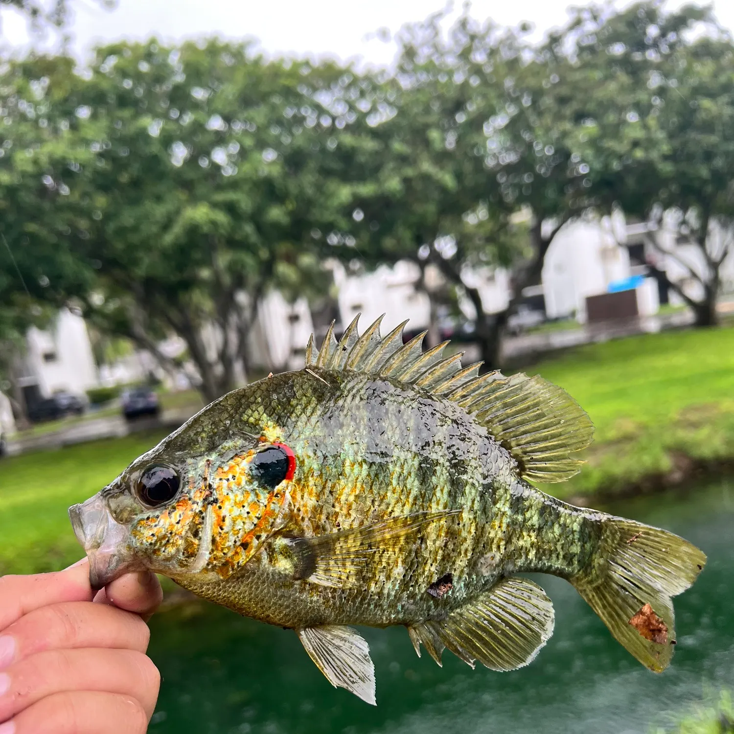 Redear sunfish caught on Fishbrain