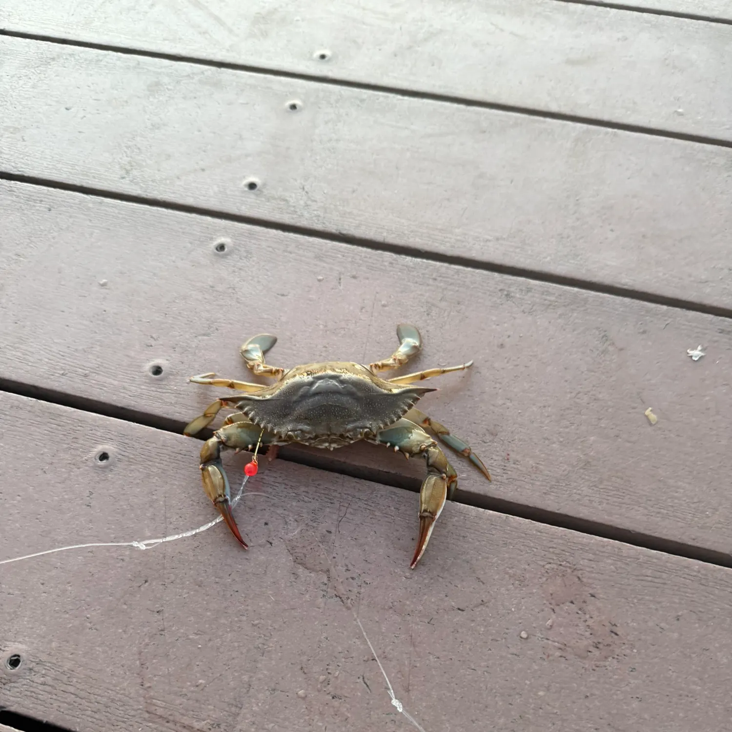 The most recent Blue crab catches on Fishbrain