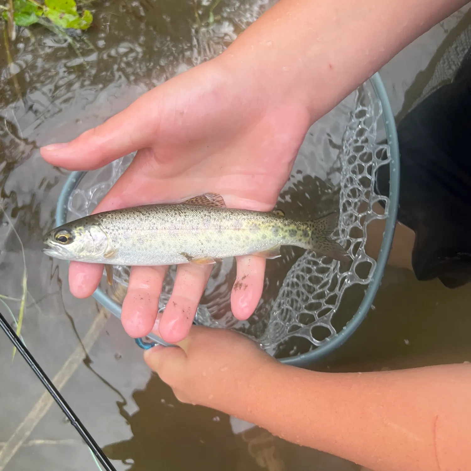 Cutthroat trout caught on Fishbrain