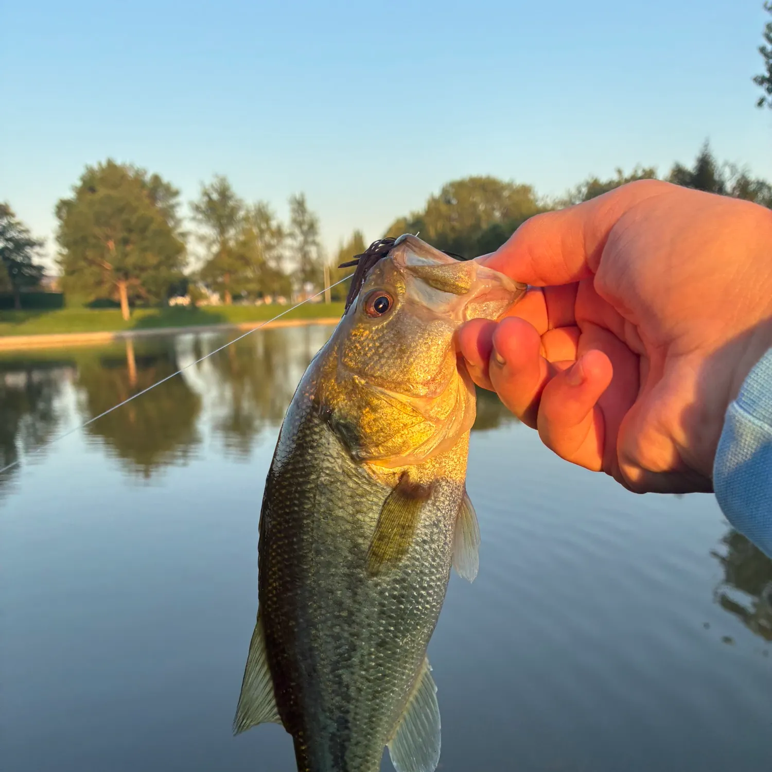 Largemouth bass caught on Fishbrain