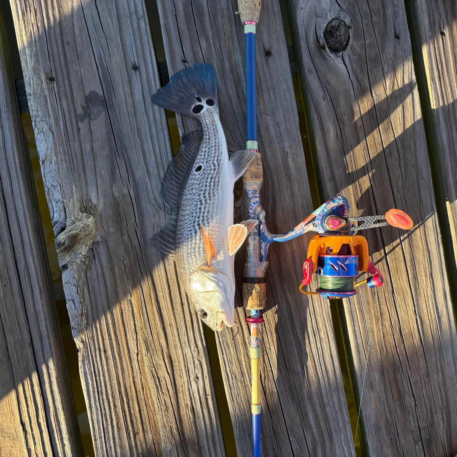 Red drum caught on Fishbrain