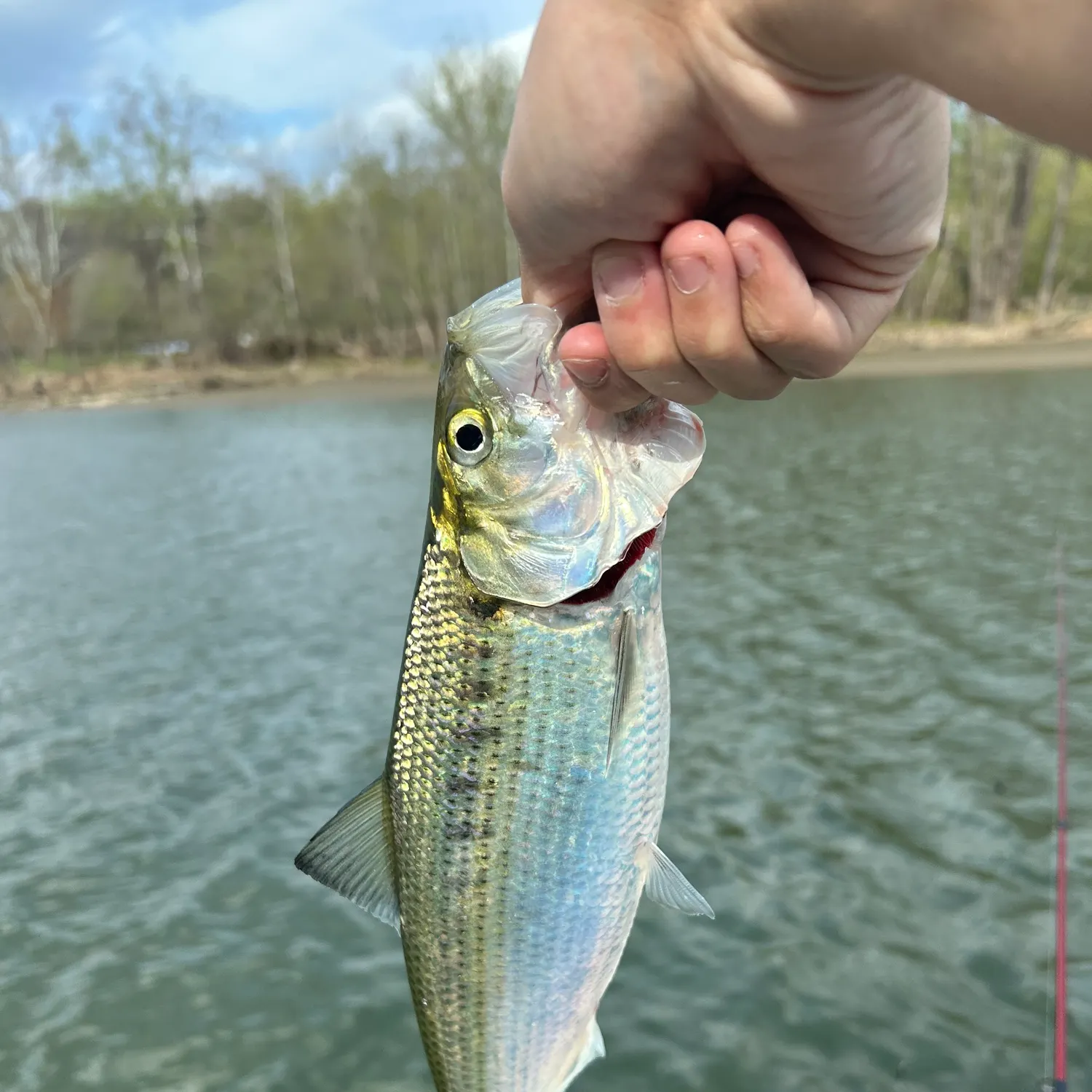 The most recent Hickory shad catches on Fishbrain