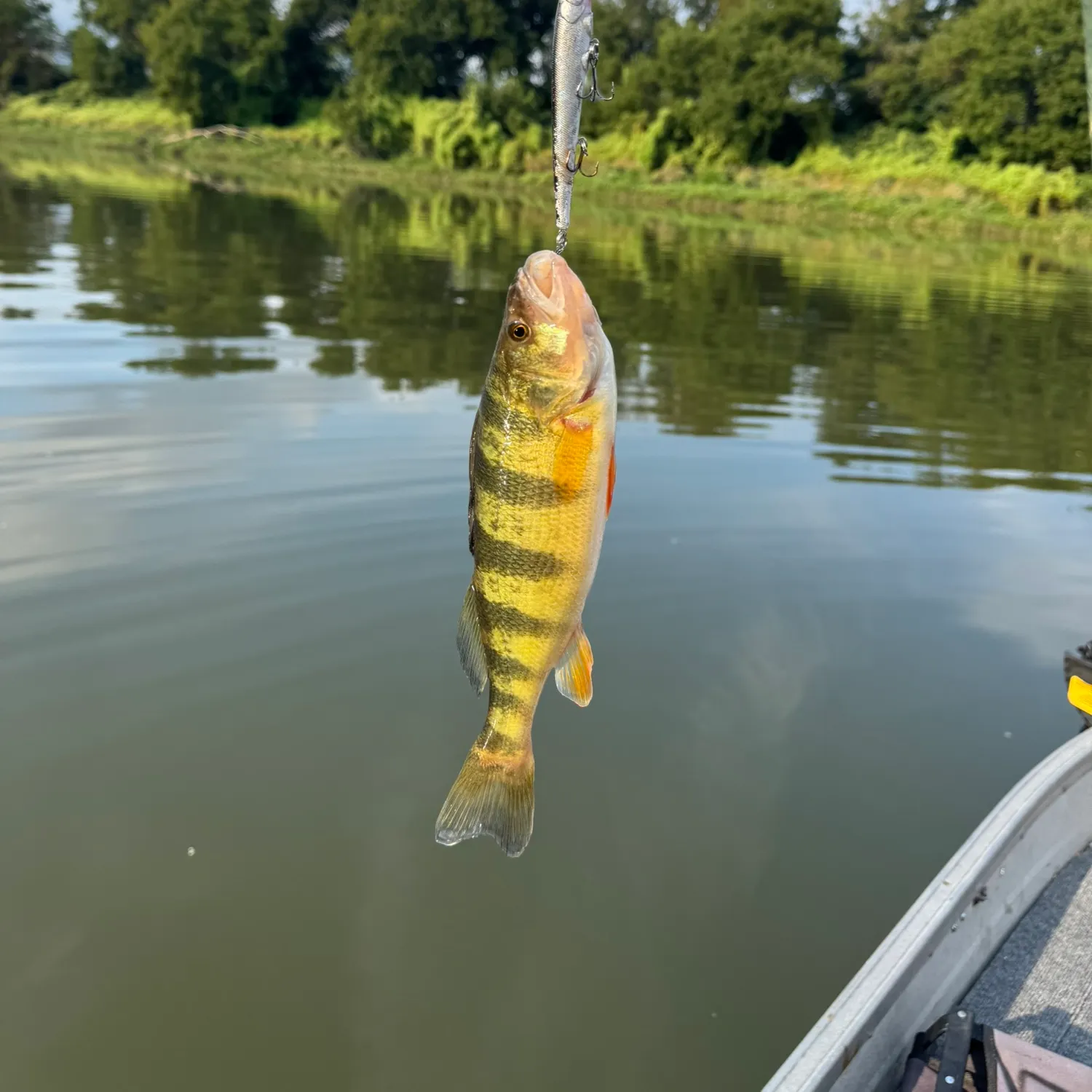 Yellow perch caught on Fishbrain