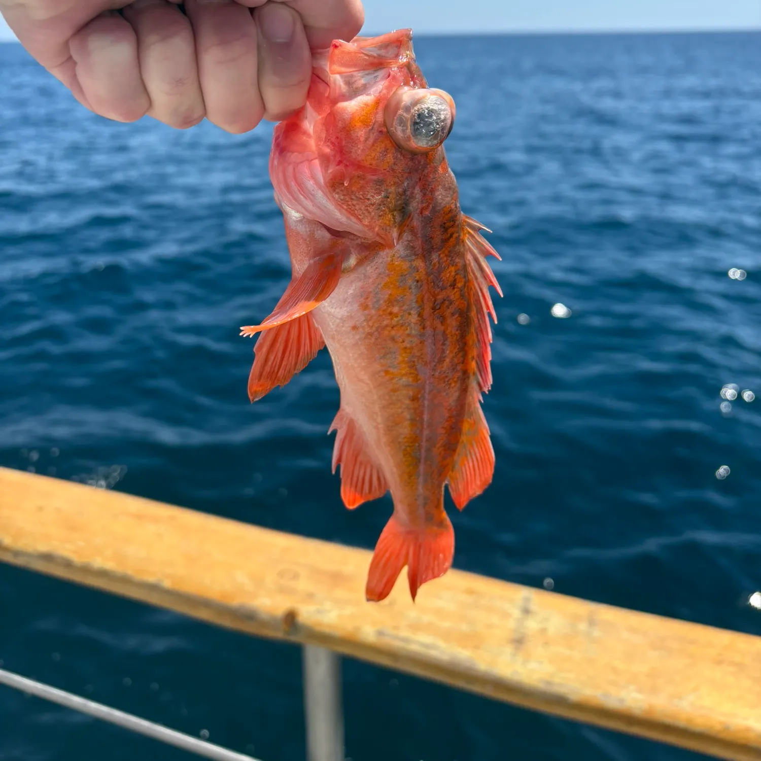 The most recent Vermilion rockfish catches on Fishbrain
