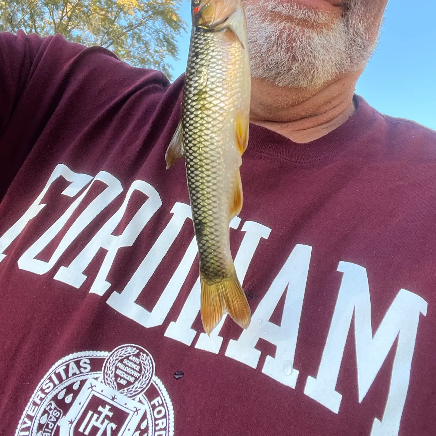The most recent Hornyhead chub catches on Fishbrain