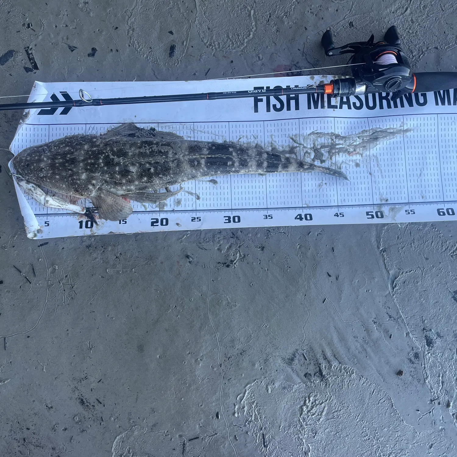 Dusky flathead caught on Fishbrain