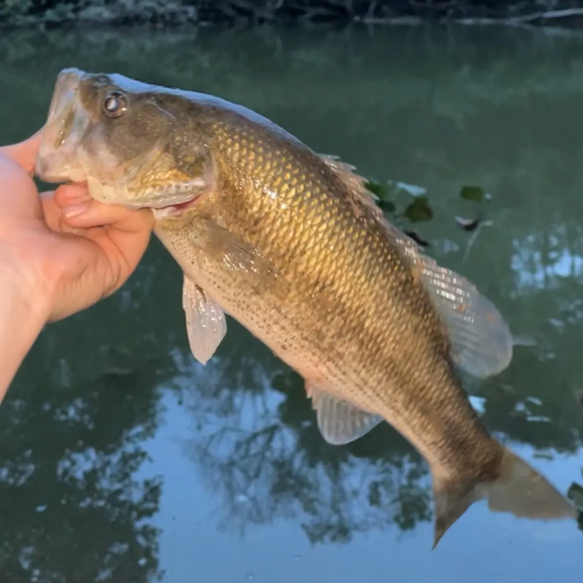 Largemouth bass caught on Fishbrain