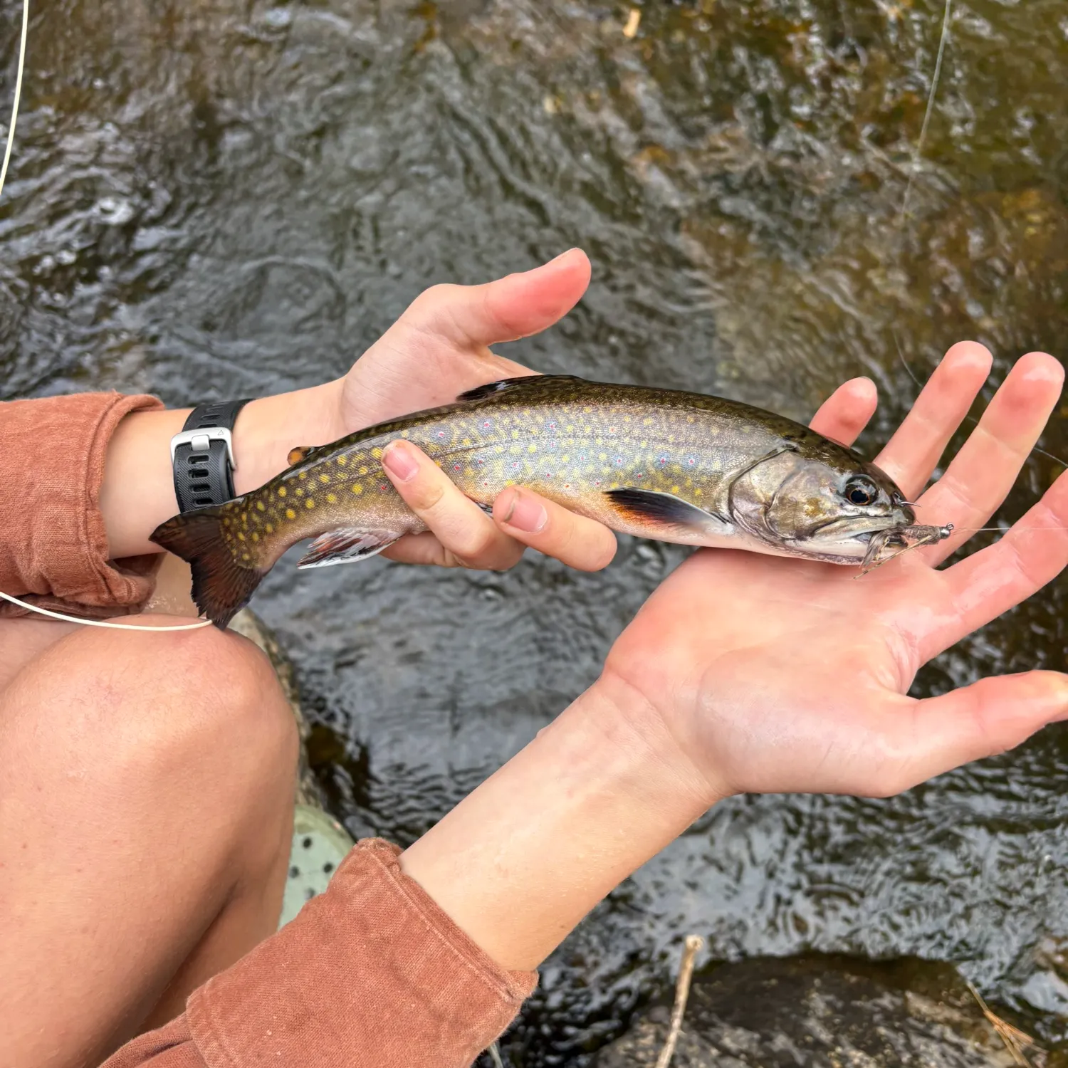 Brook trout caught on Fishbrain