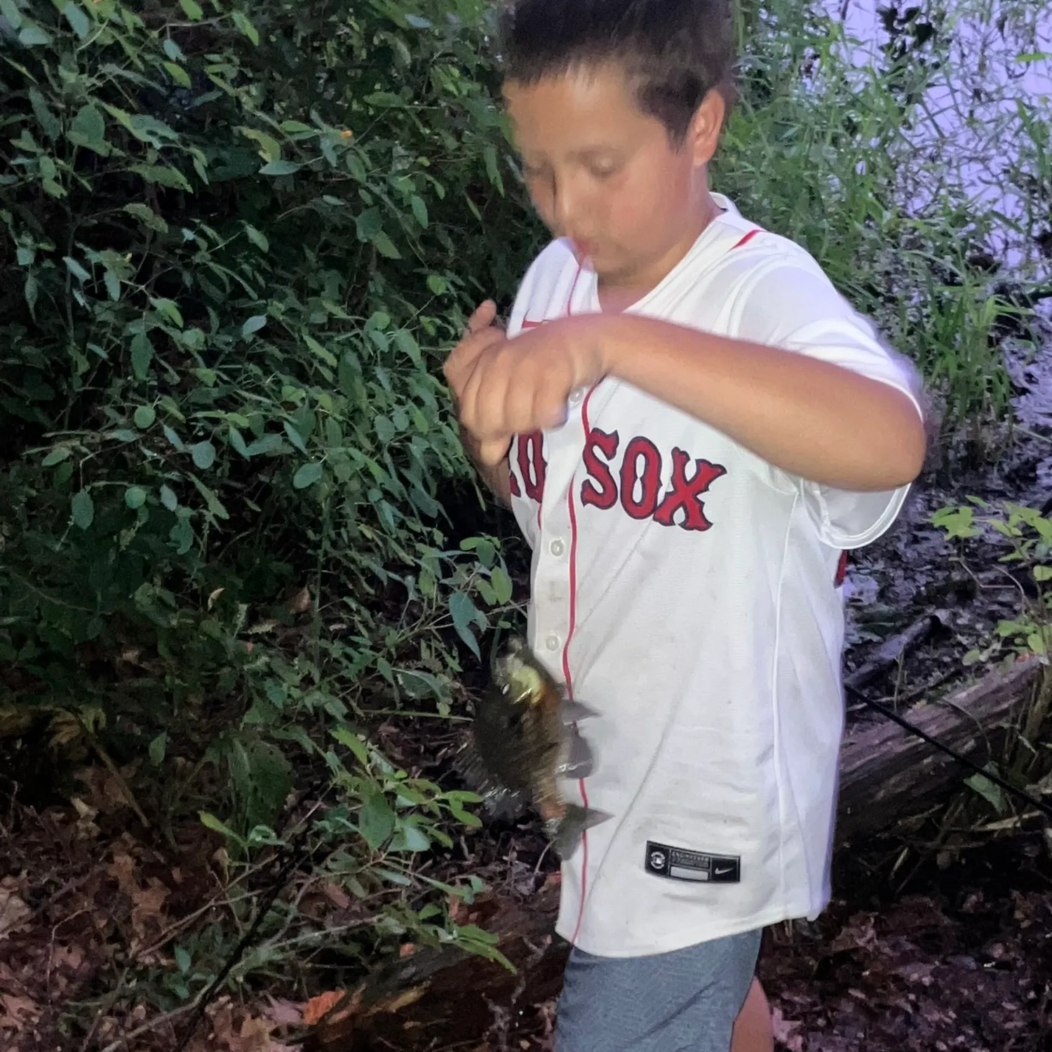 Bluegill caught on Fishbrain