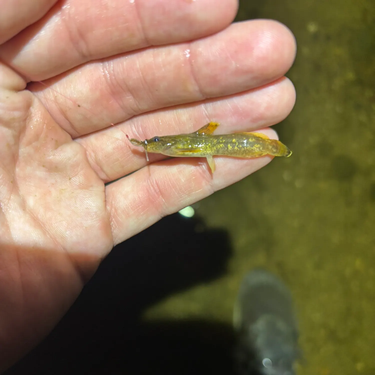 The most recent Mountain madtom catches on Fishbrain