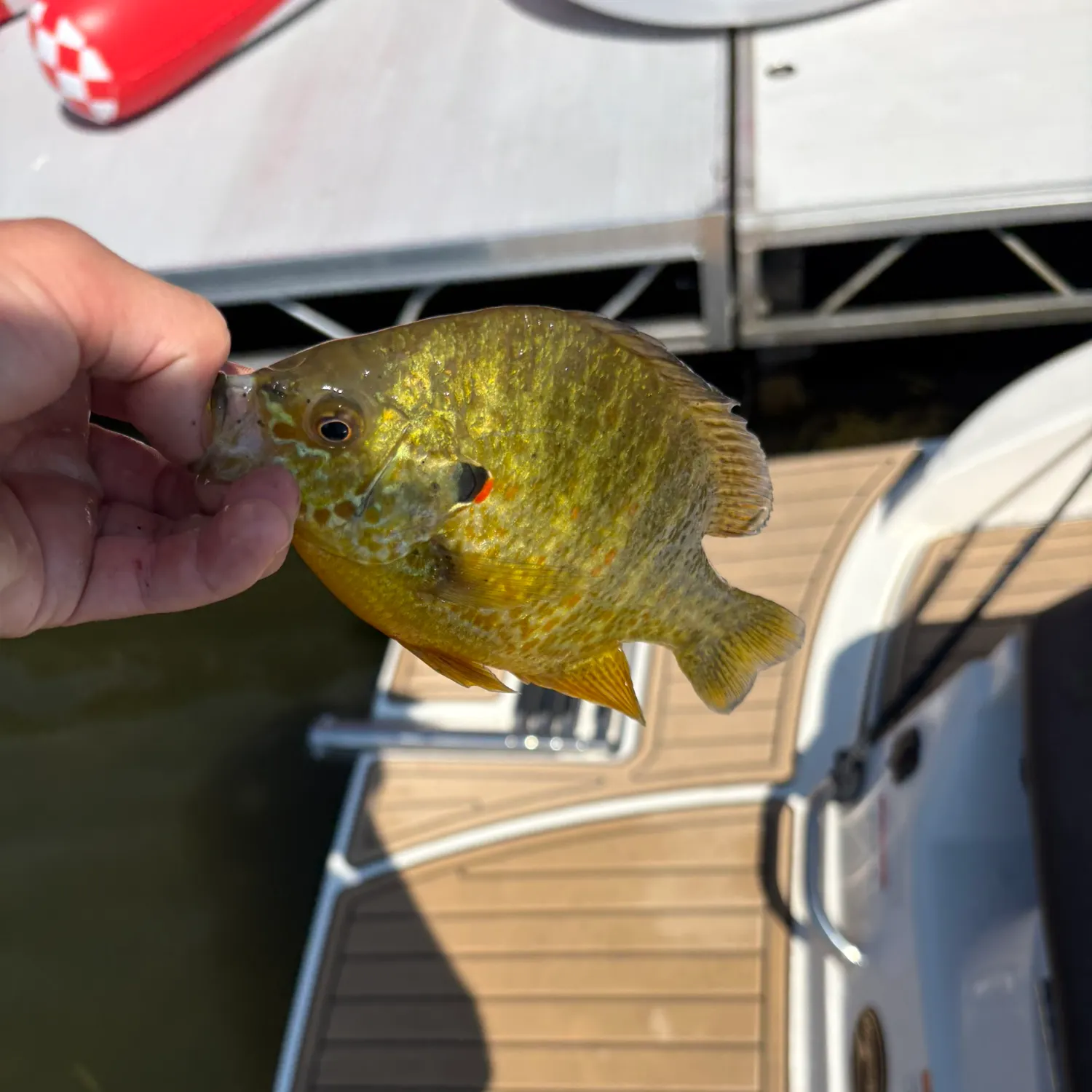 Pumpkinseed caught on Fishbrain