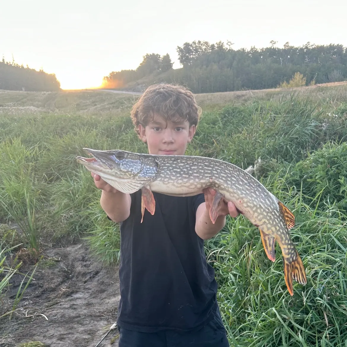 Northern pike caught on Fishbrain