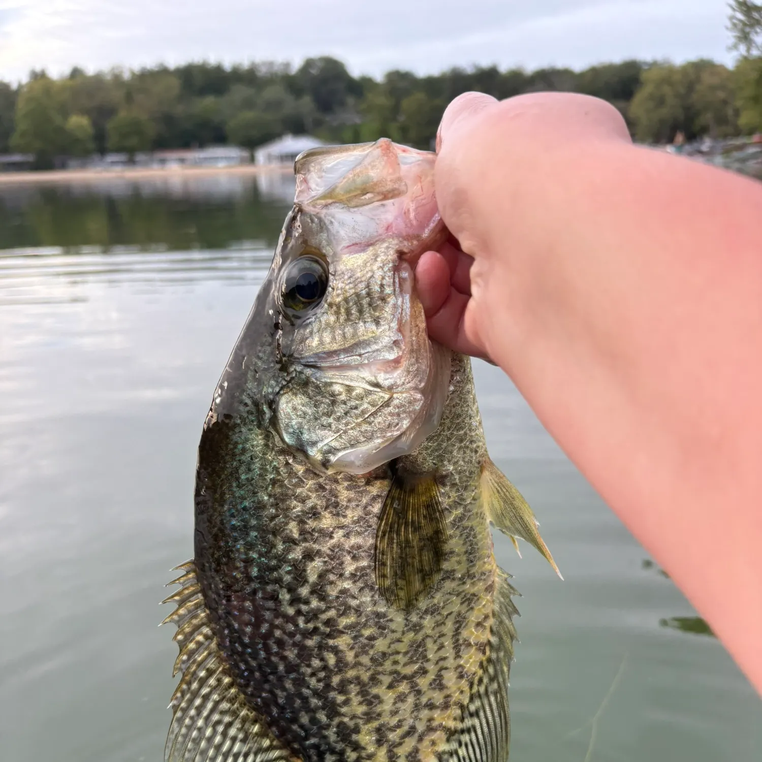 Black crappie caught on Fishbrain
