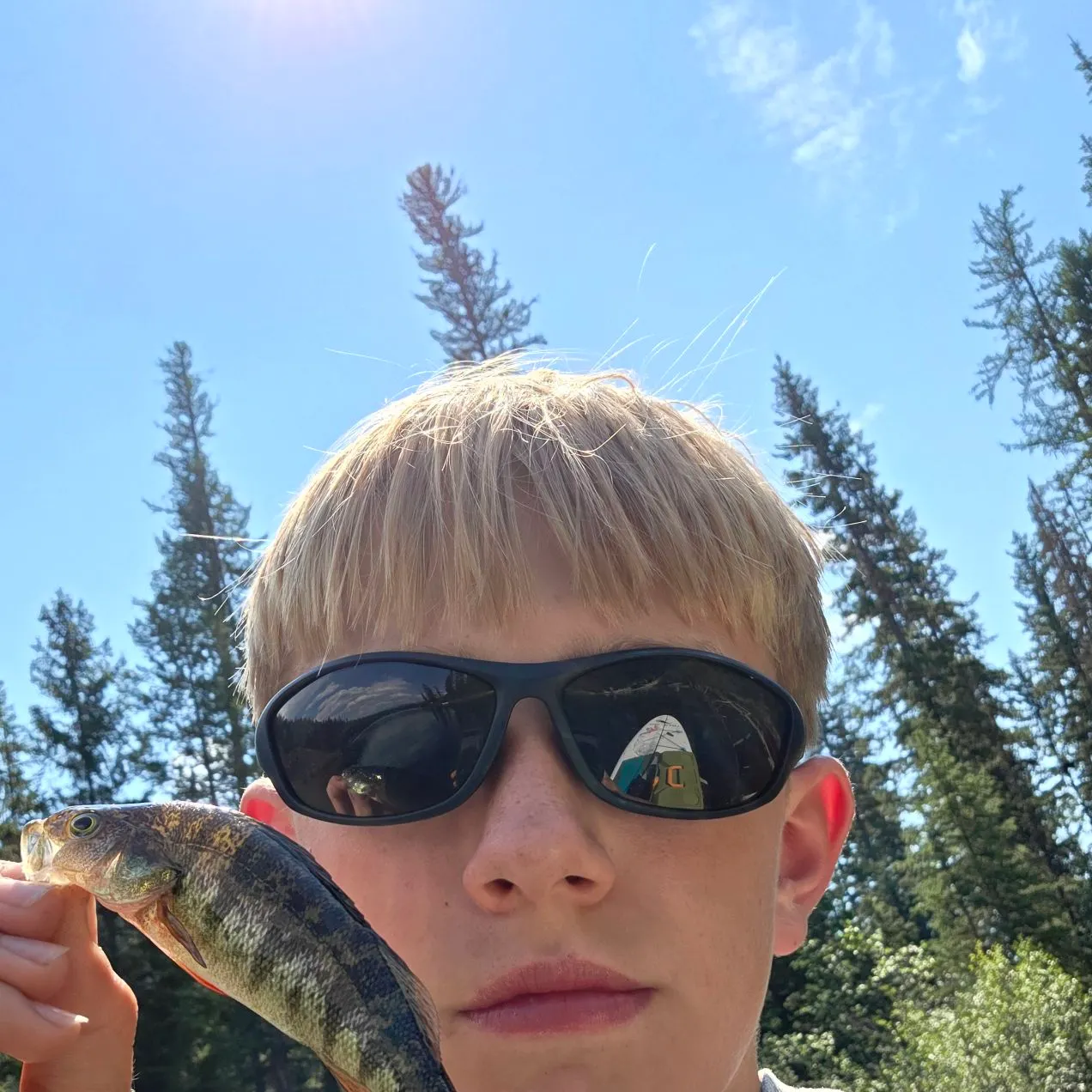 Yellow perch caught on Fishbrain