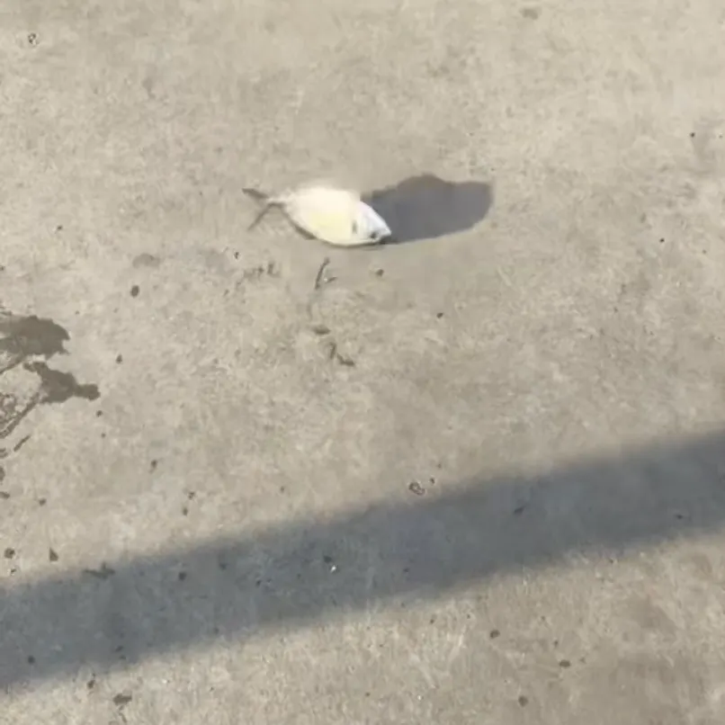 White trevally caught on Fishbrain