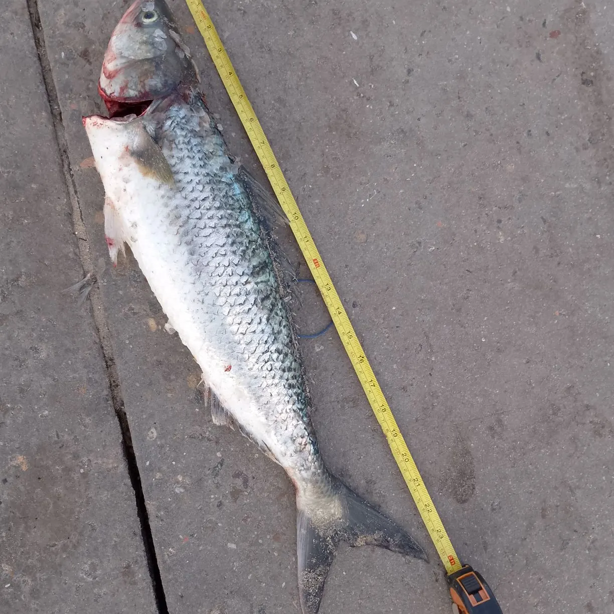 Eastern Australian salmon caught on Fishbrain