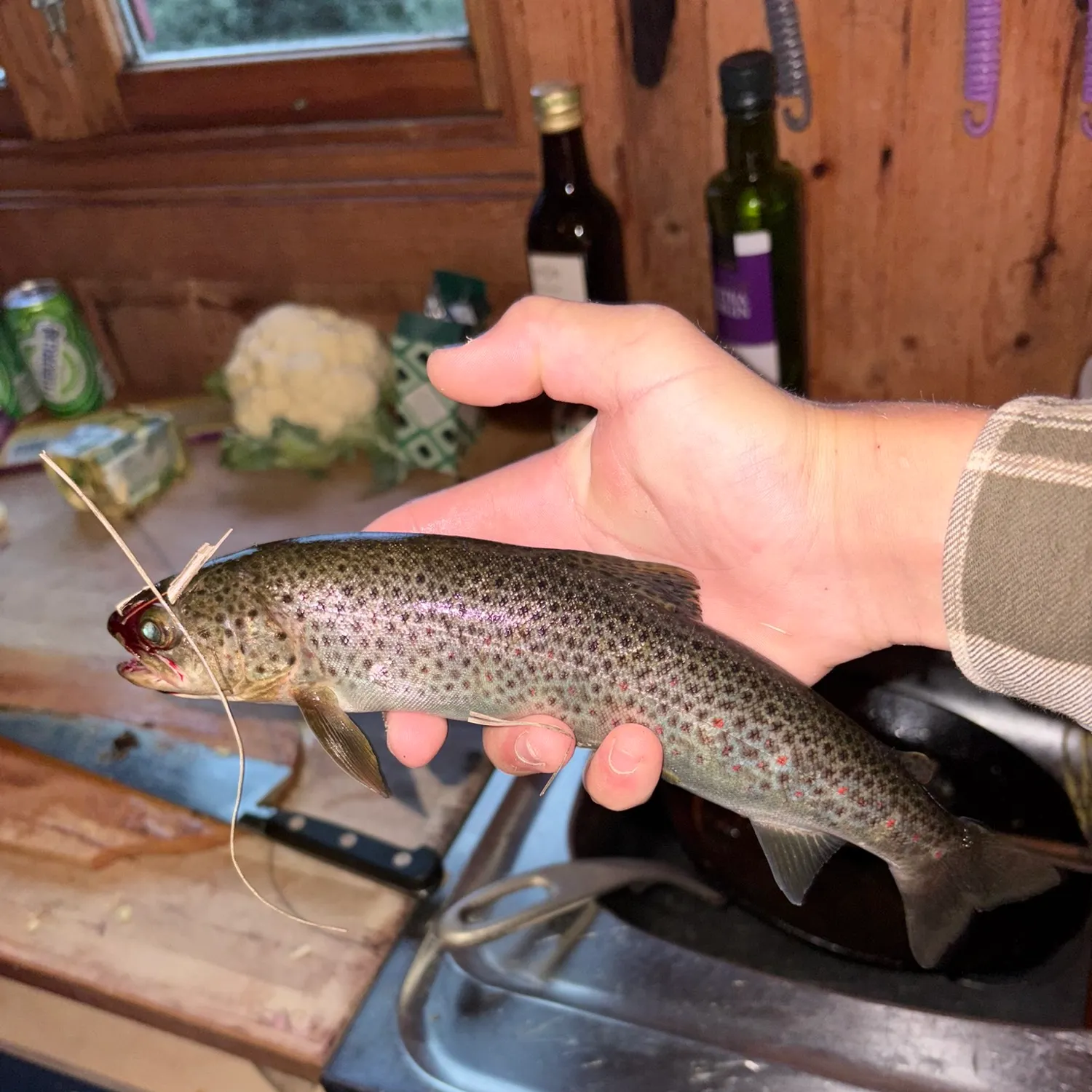 Brown trout caught on Fishbrain