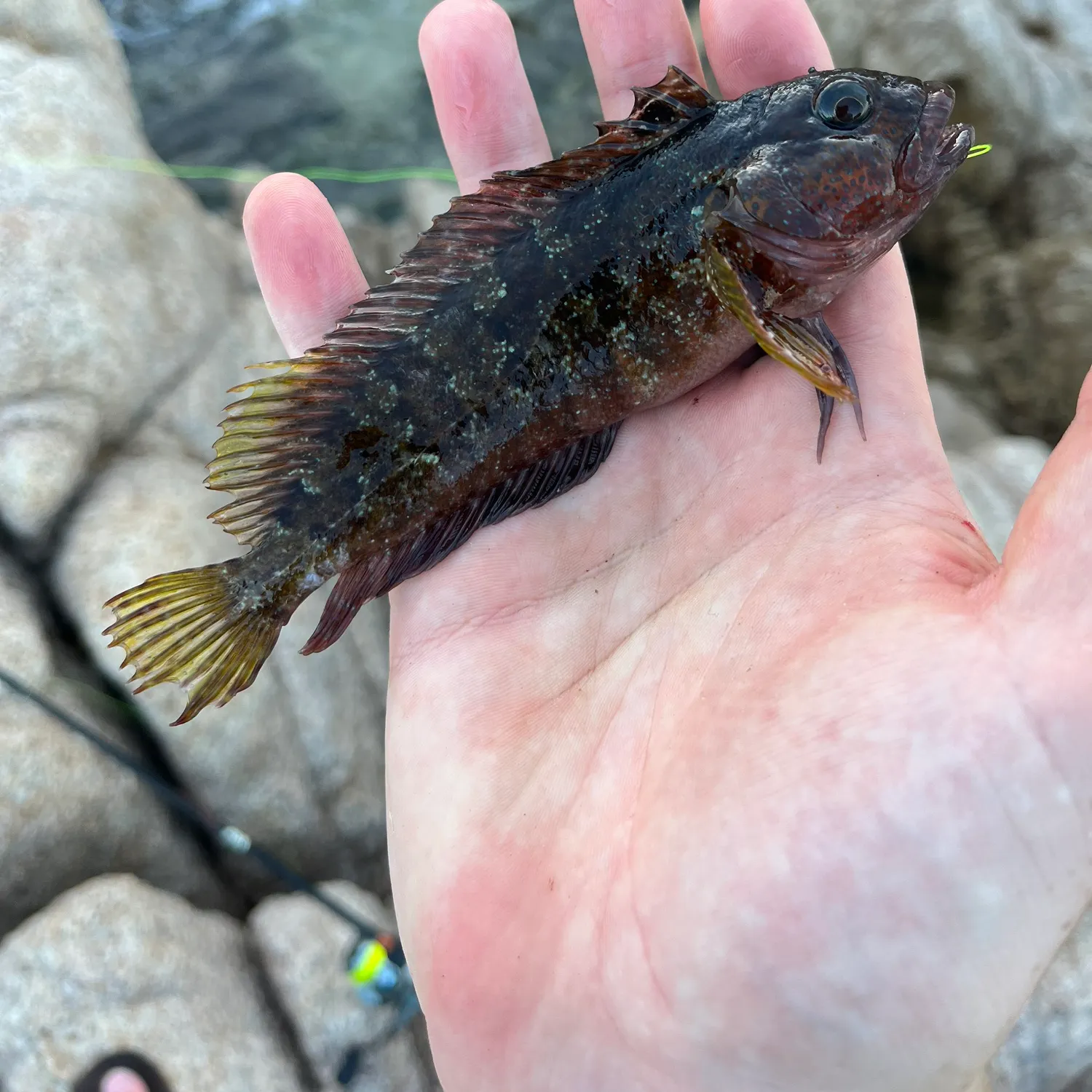 The most recent Largemouth blenny catches on Fishbrain