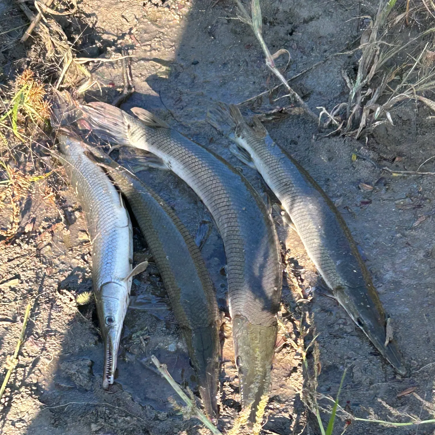 Shortnose gar caught on Fishbrain
