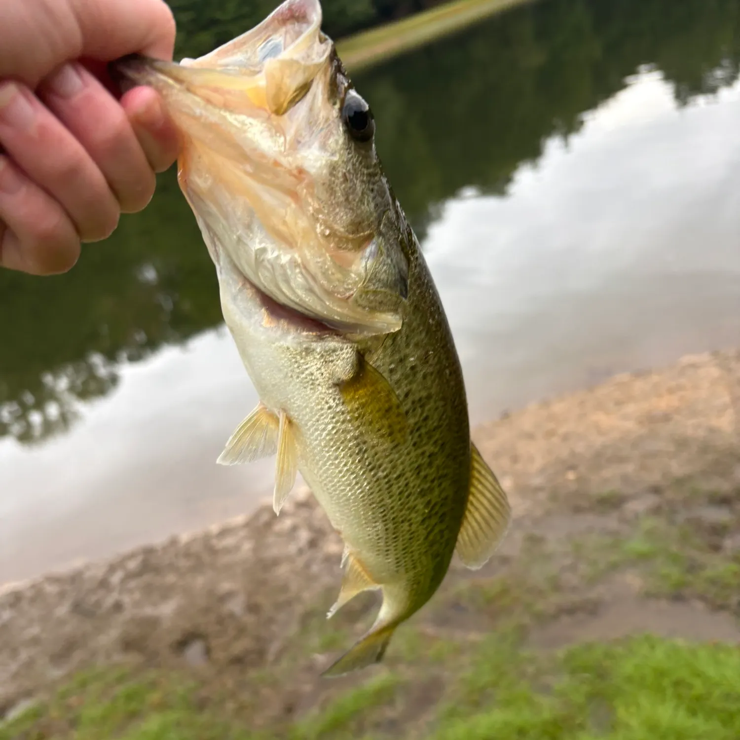 Fish caught on Fishbrain