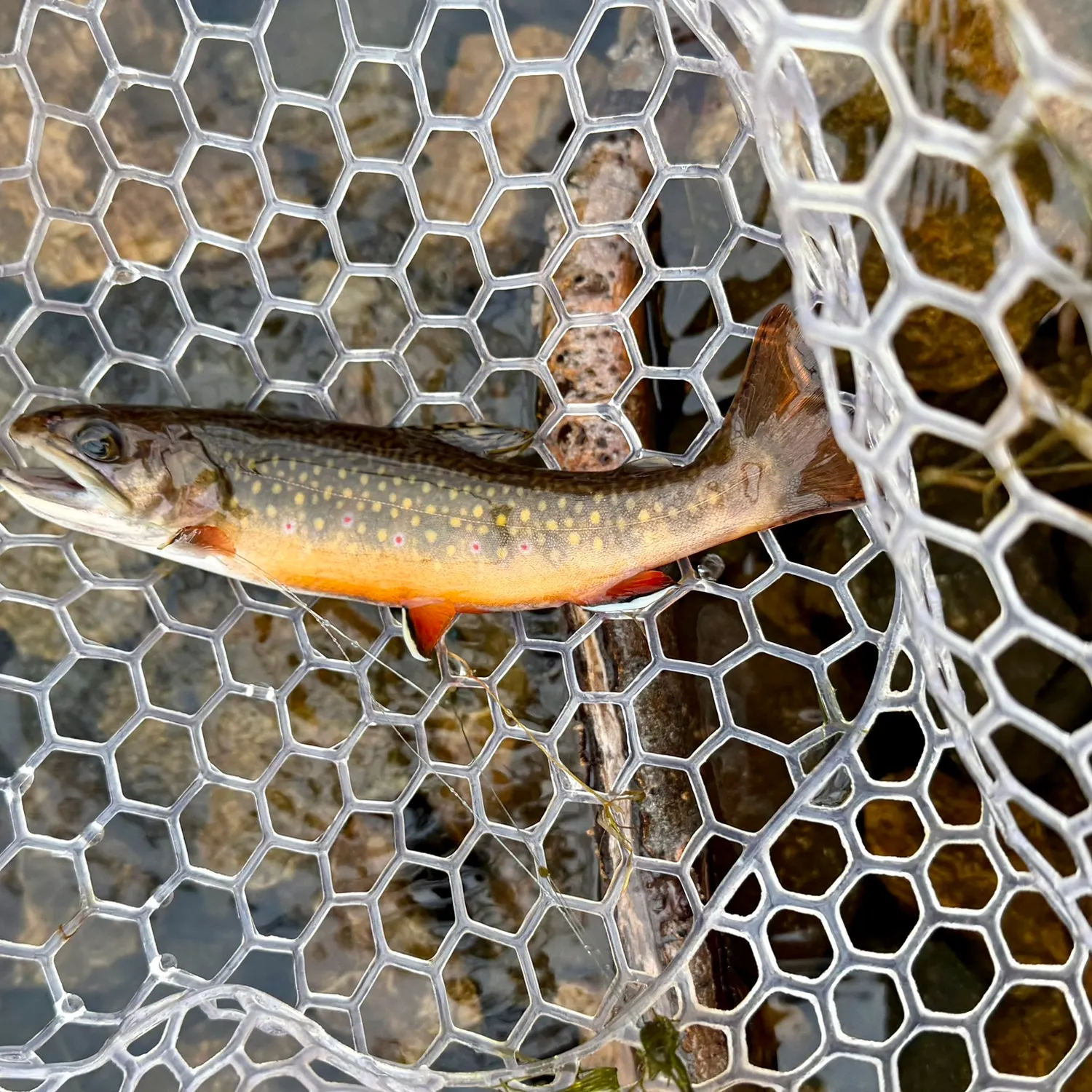 Brook trout caught on Fishbrain