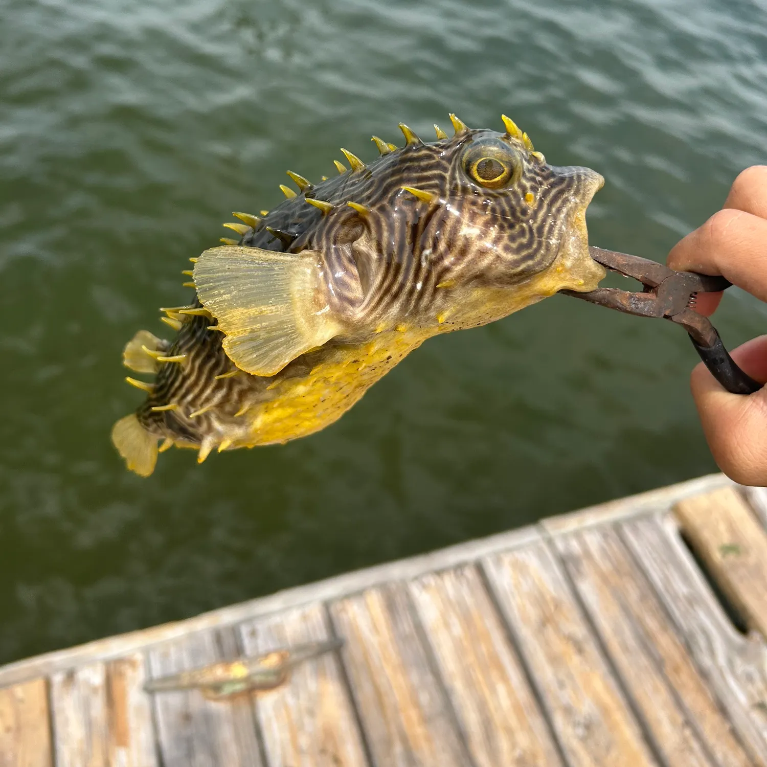 catch
