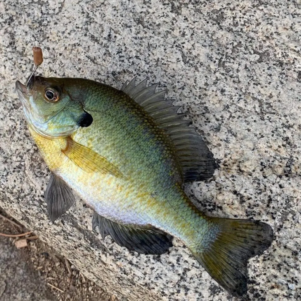 Fish caught on Fishbrain