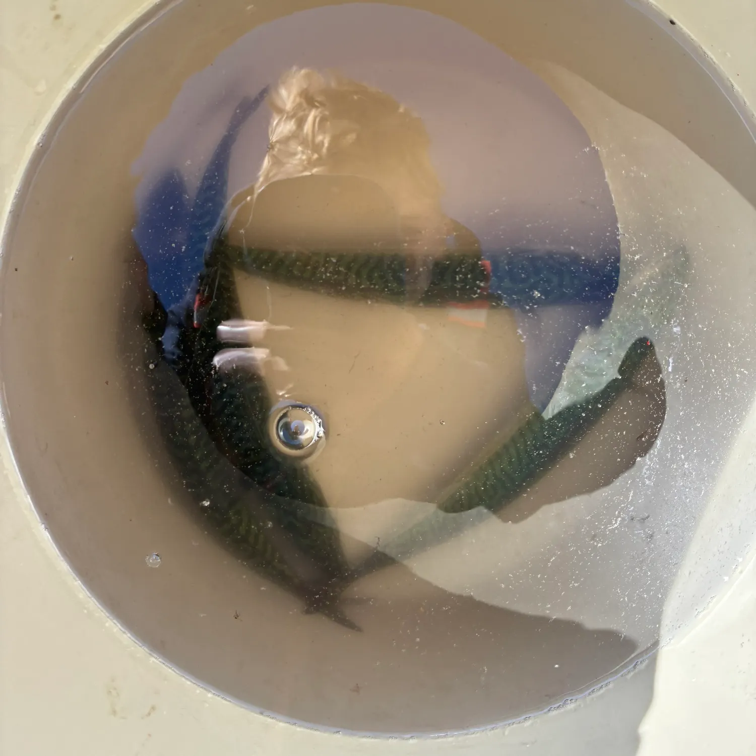 Atlantic mackerel caught on Fishbrain