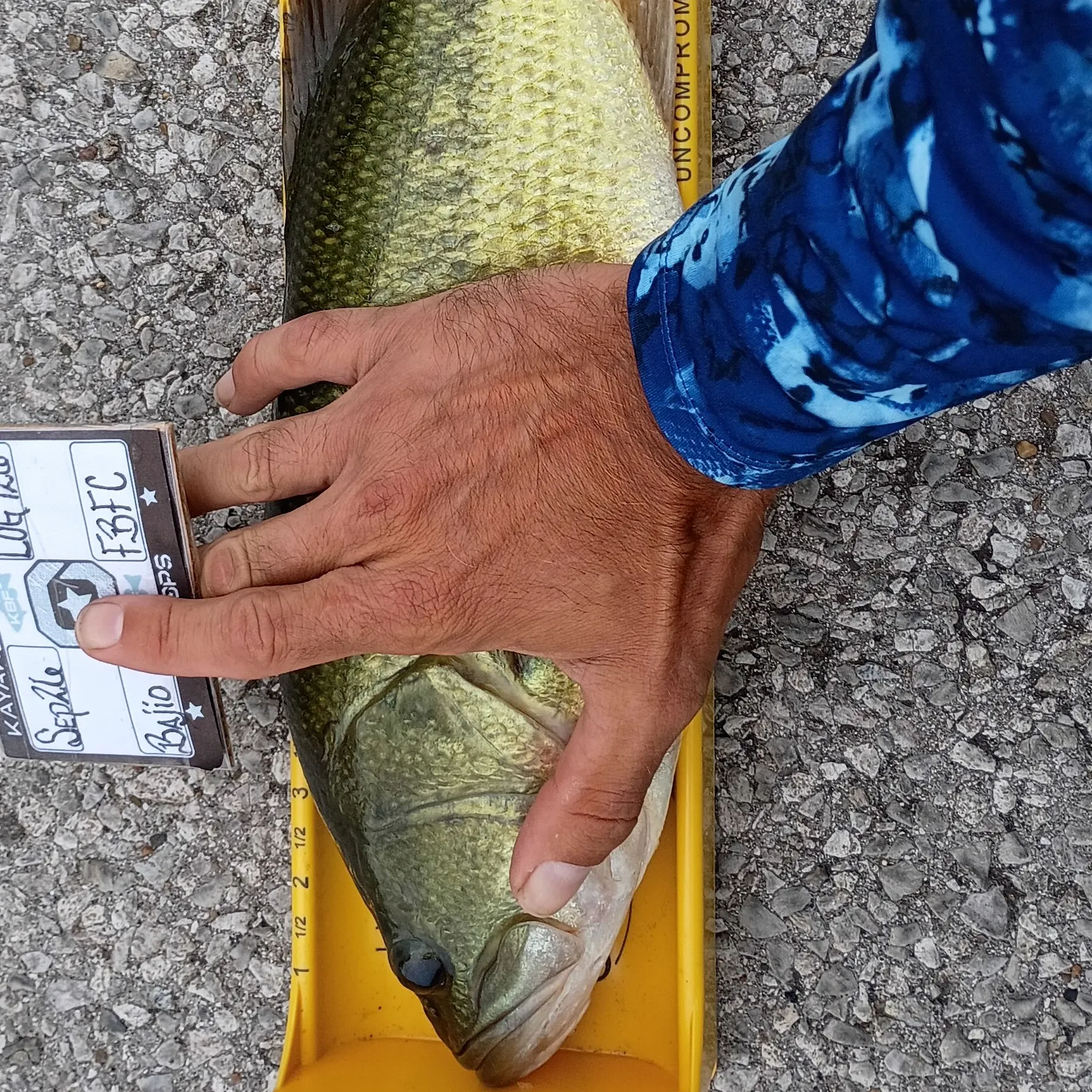 Largemouth bass caught on Fishbrain