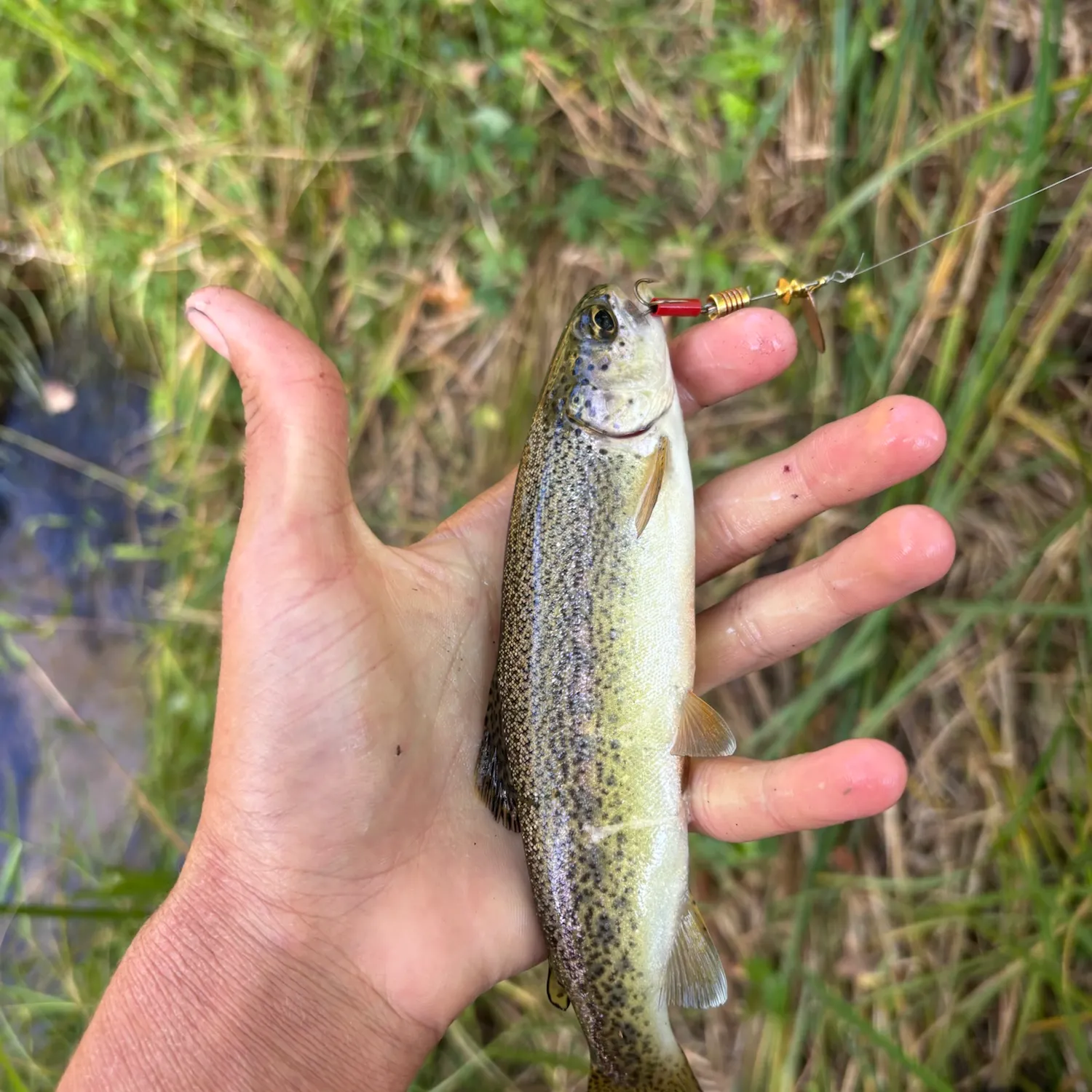 Steelhead caught on Fishbrain
