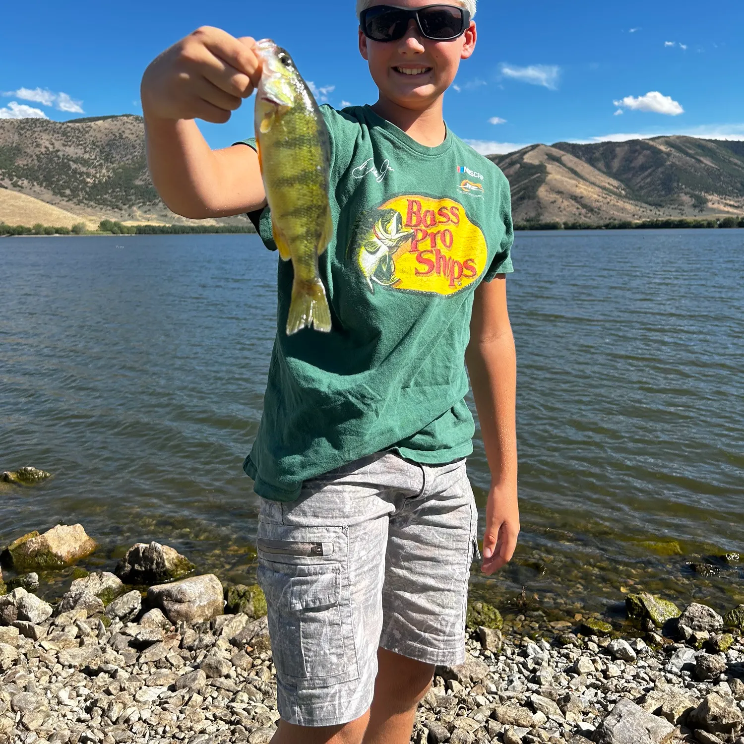 Yellow perch caught on Fishbrain