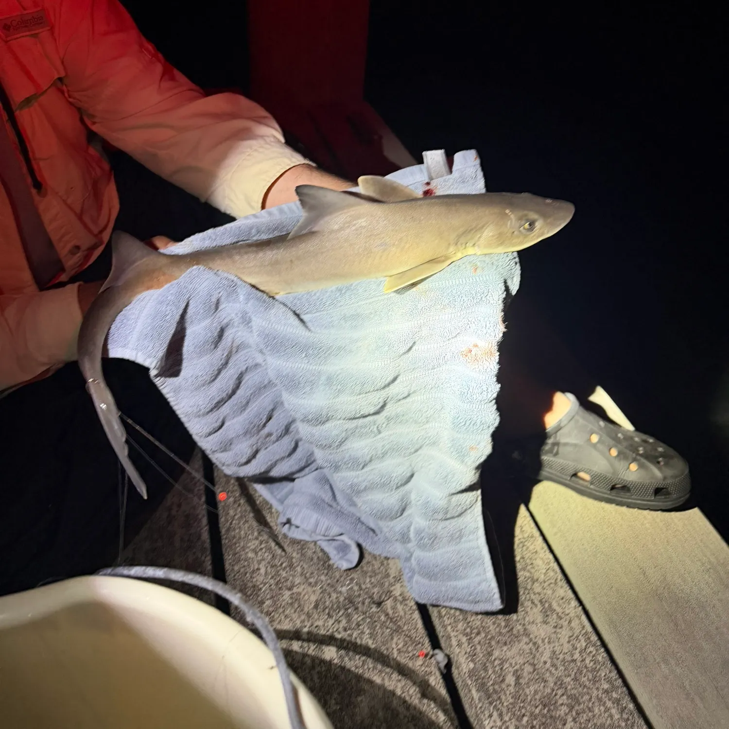 Dusky smooth-hound caught on Fishbrain