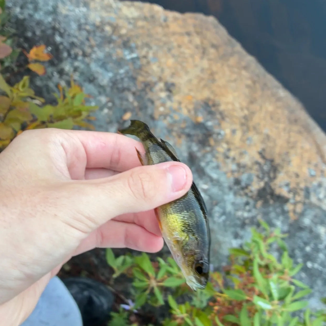 Yellow perch caught on Fishbrain