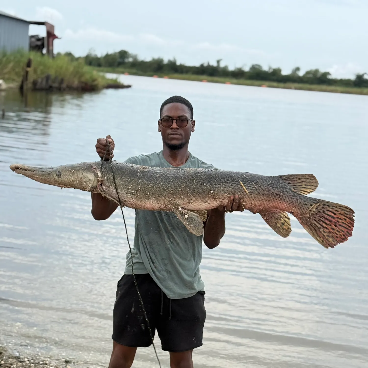 Alligator gar caught on Fishbrain