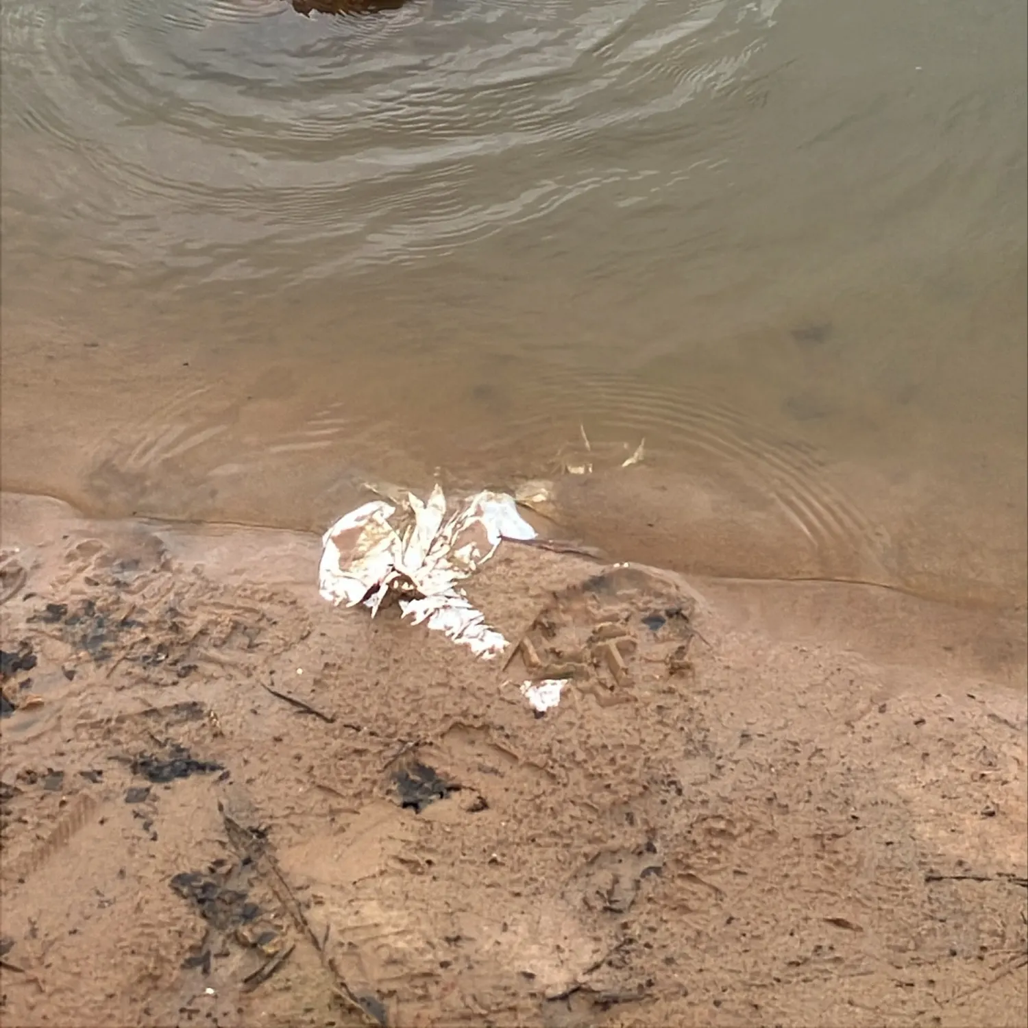 The most recent Alligator snapping turtle catches on Fishbrain
