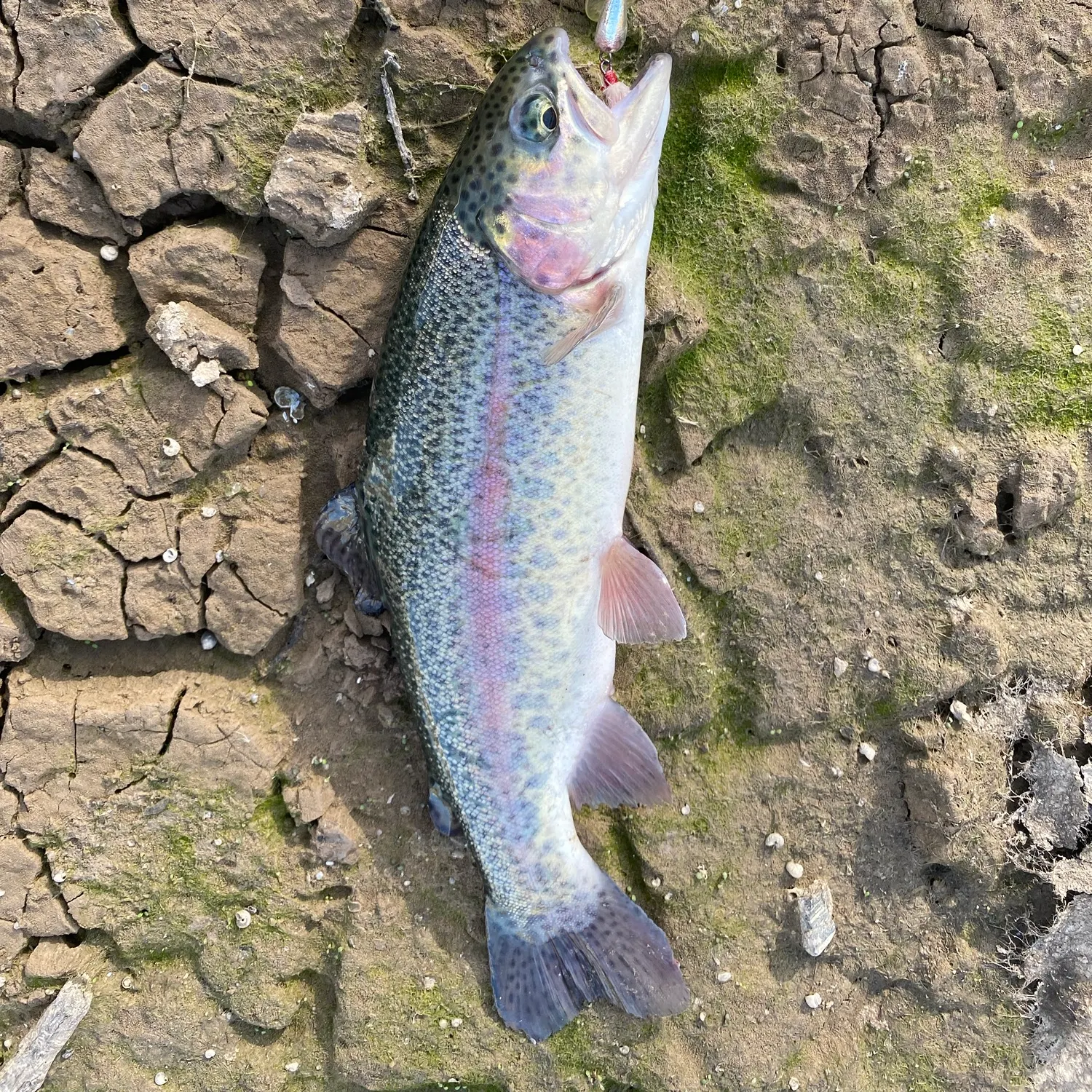 Rainbow trout caught on Fishbrain