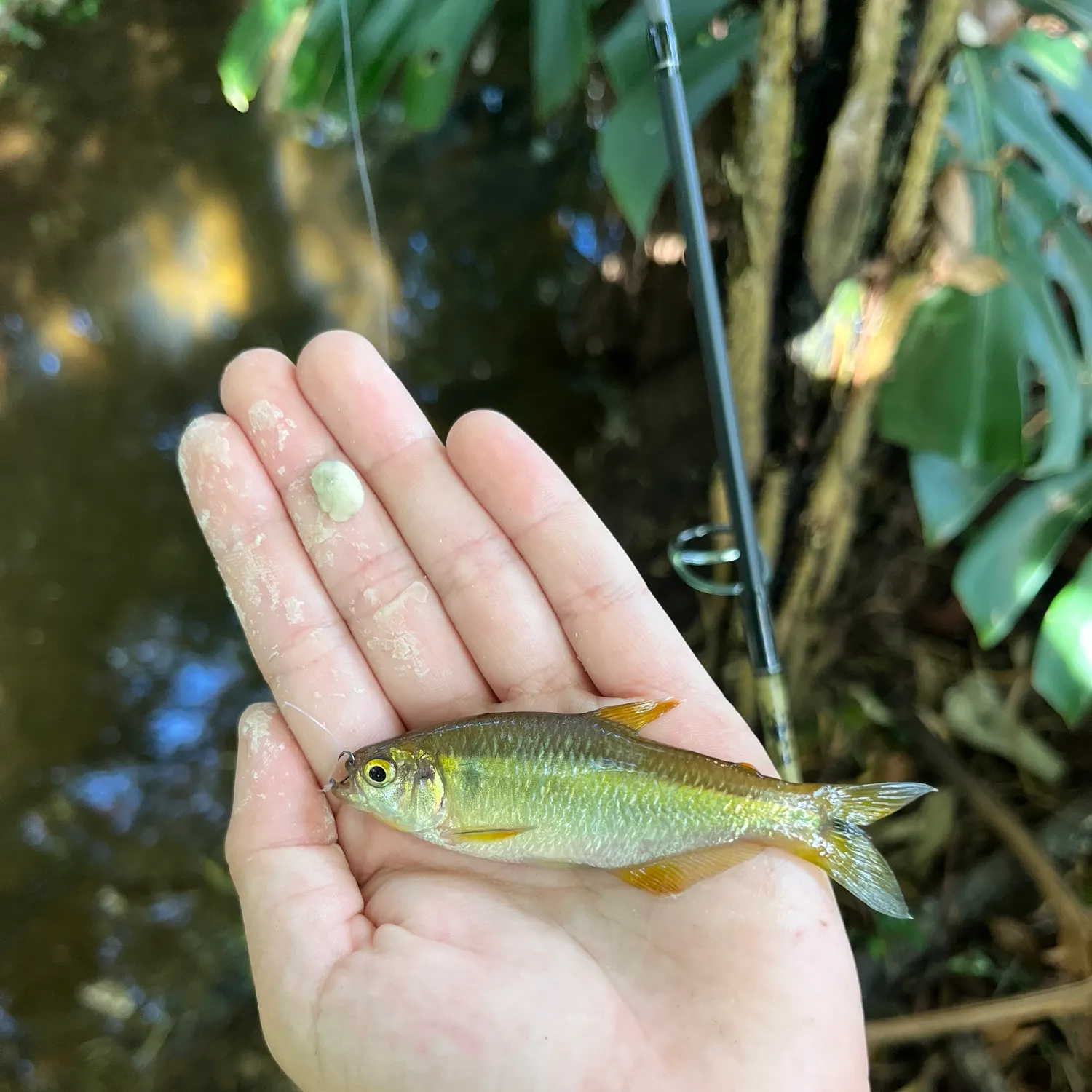 The most recent Antioquia tetra catches on Fishbrain