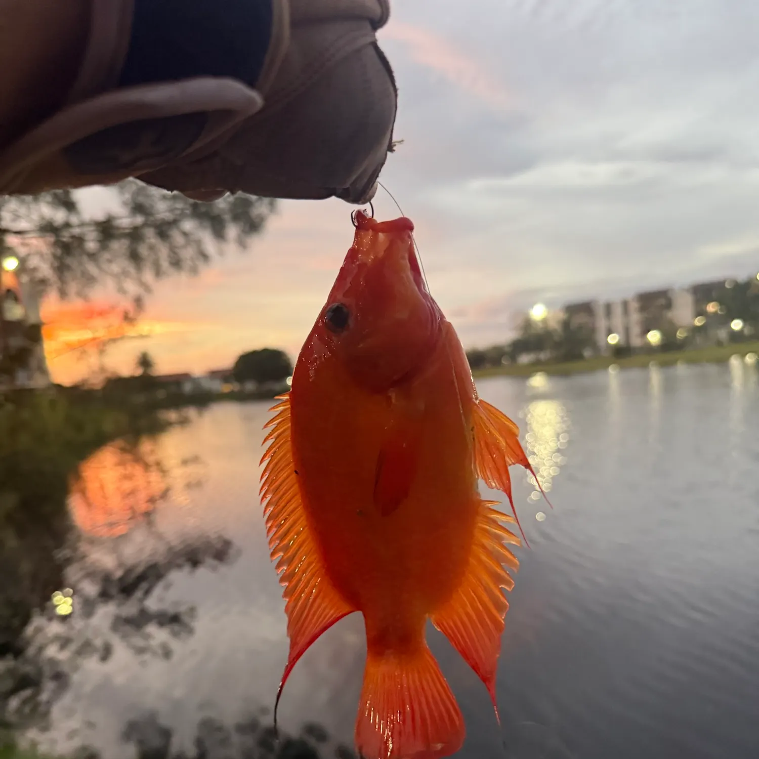 Midas cichlid caught on Fishbrain