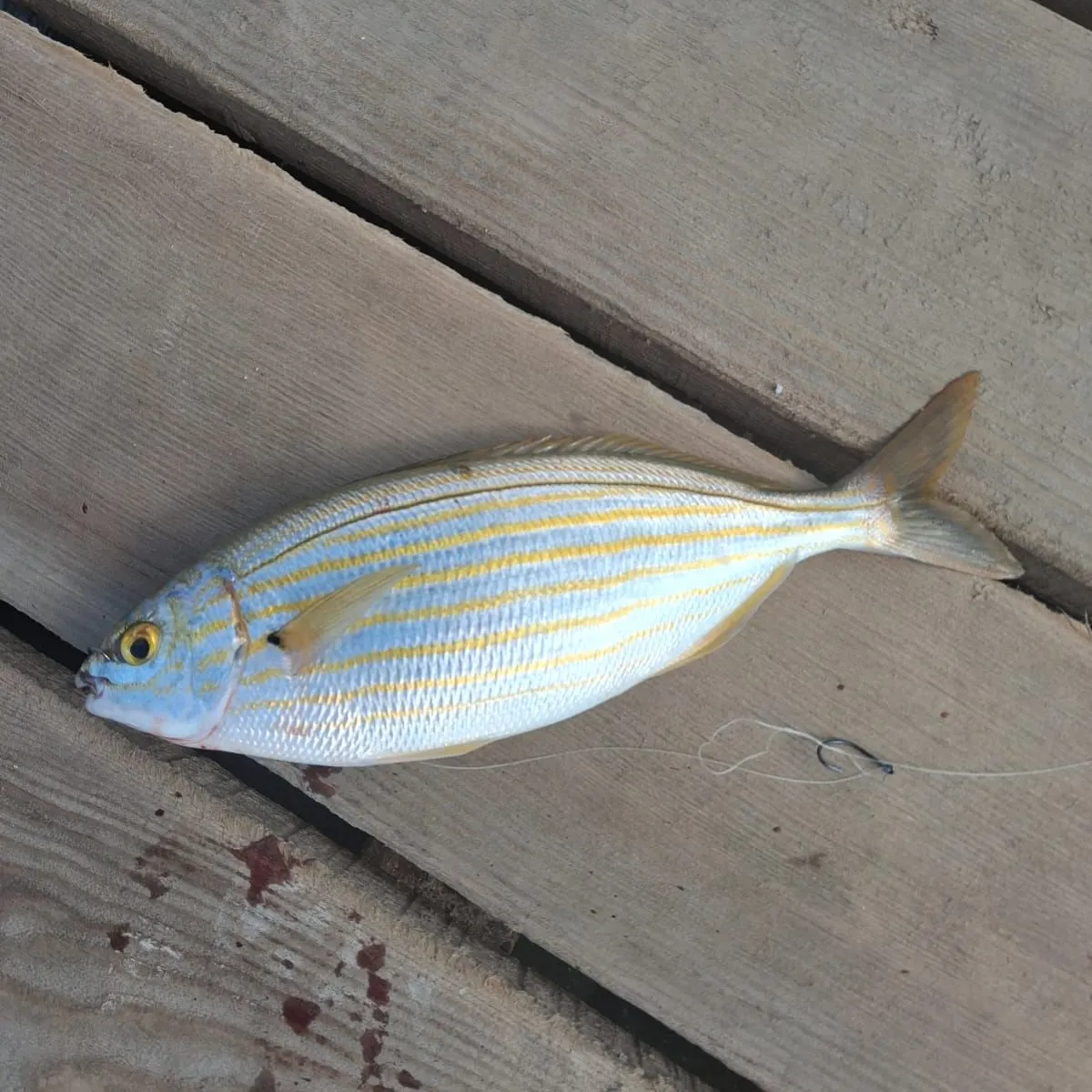 Salema porgy caught on Fishbrain