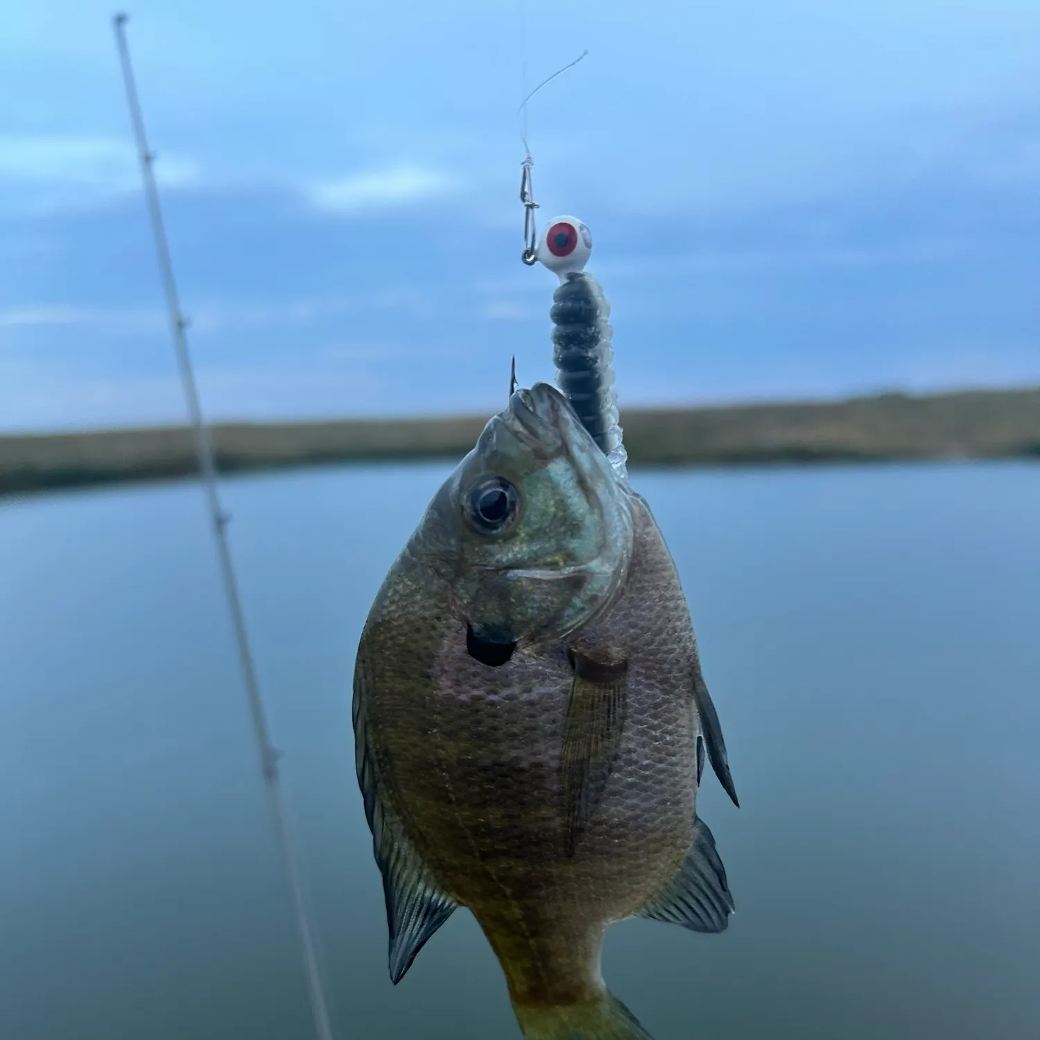 Bluegill caught on Fishbrain