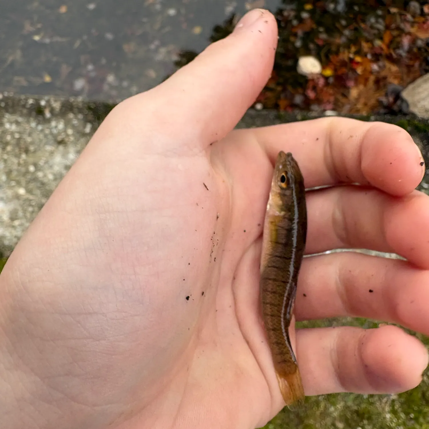 Banded killifish caught on Fishbrain