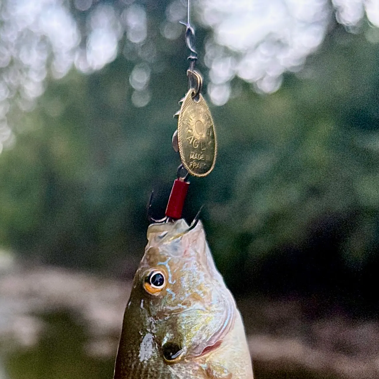 Green sunfish caught on Fishbrain