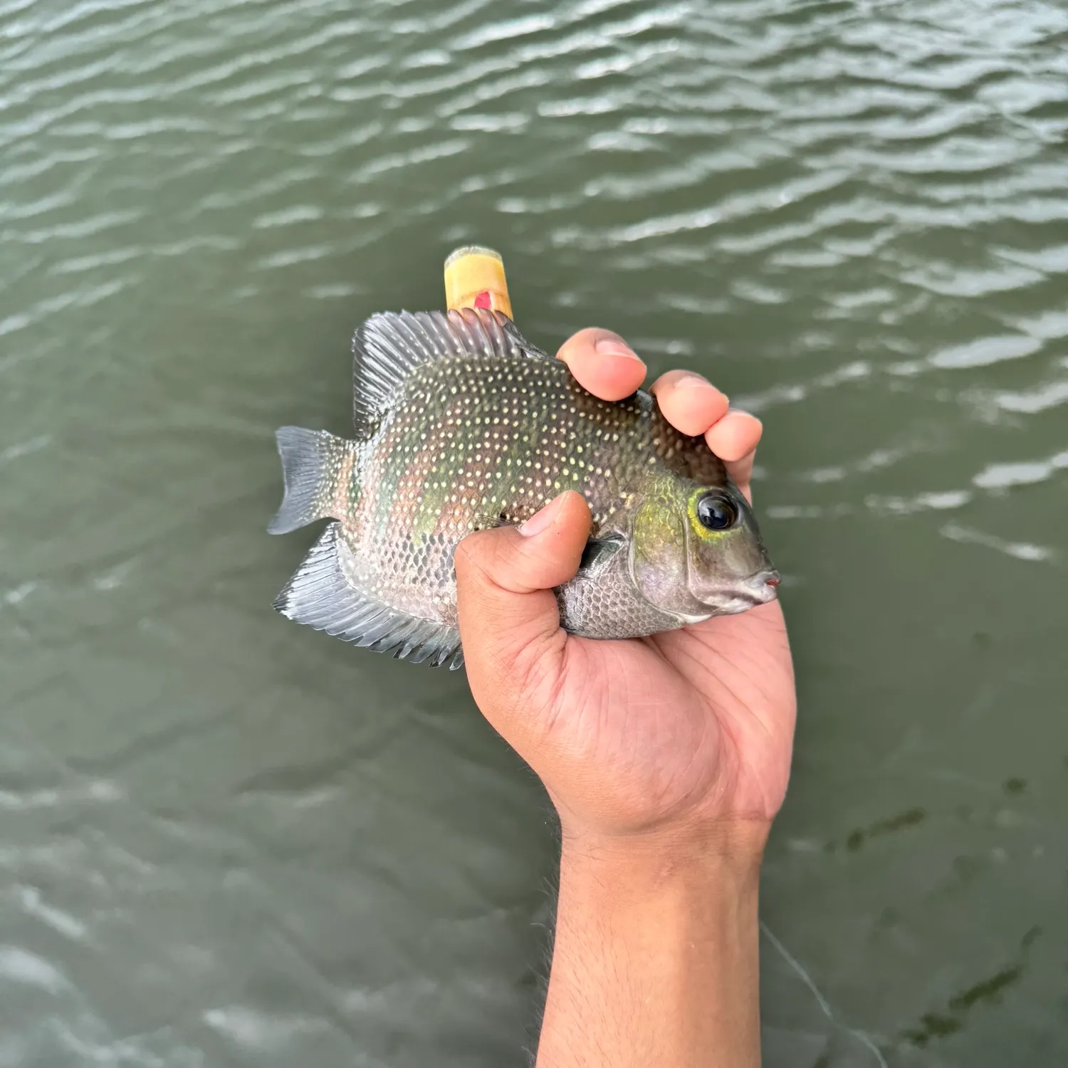 Fishing in India ️️️️ Explore the best fishing spots and areas