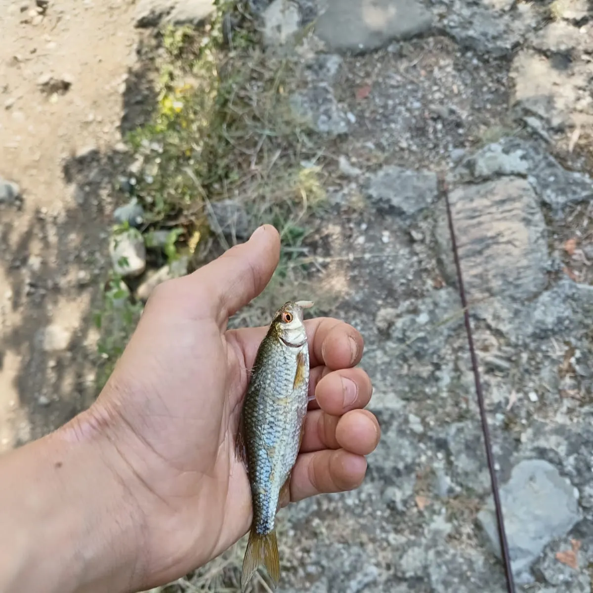 The most recent Common bleak catches on Fishbrain